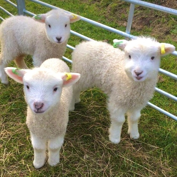 Meet your Posher, Anna - Picture 1 of 1